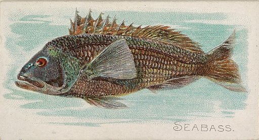 Sea Bass, from the Fish from American Waters series (N8) for Allen & Ginter Cigarettes Brands