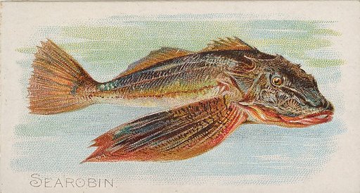 Sea Robin, from the Fish from American Waters series (N8) for Allen & Ginter Cigarettes Brands