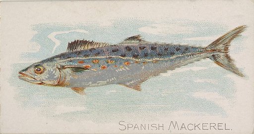 Spanish Mackerel, from the Fish from American Waters series (N8) for Allen & Ginter Cigarettes Brands