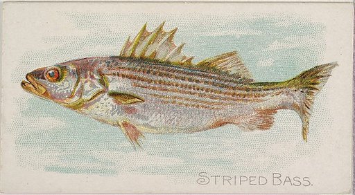 Striped Bass, from the Fish from American Waters series (N8) for Allen & Ginter Cigarettes Brands