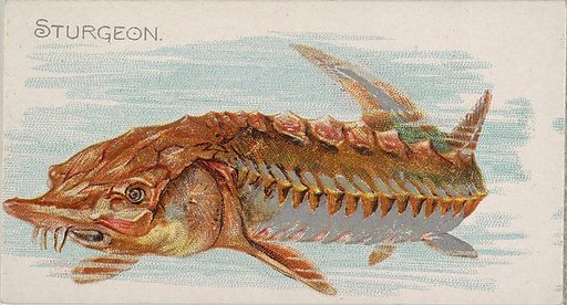 Sturgeon, from the Fish from American Waters series (N8) for Allen & Ginter Cigarettes Brands