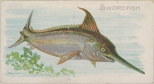 Swordfish, from the Fish from American Waters series (N8) for Allen & Ginter Cigarettes Brands