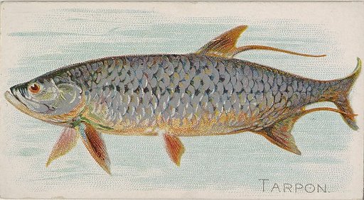 Tarpon, from the Fish from American Waters series (N8) for Allen & Ginter Cigarettes Brands
