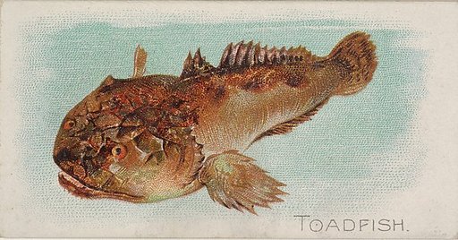 Toadfish, from the Fish from American Waters series (N8) for Allen & Ginter Cigarettes Brands