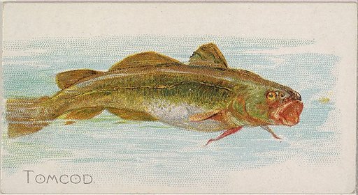 Tomcod, from the Fish from American Waters series (N8) for Allen & Ginter Cigarettes Brands