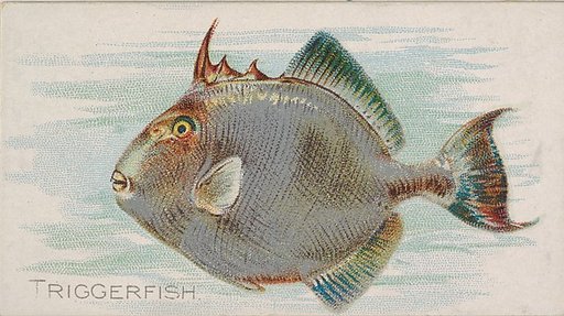 Triggerfish, from the Fish from American Waters series (N8) for Allen & Ginter Cigarettes Brands