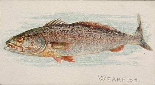 Weakfish, from the Fish from American Waters series (N8) for Allen & Ginter Cigarettes Brands