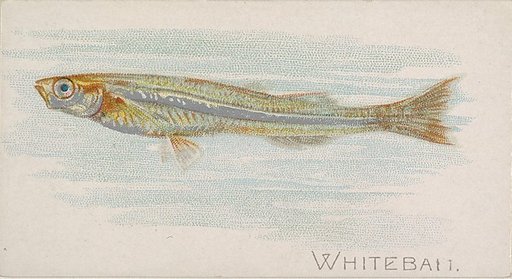Whitebait, from the Fish from American Waters series (N8) for Allen & Ginter Cigarettes Brands