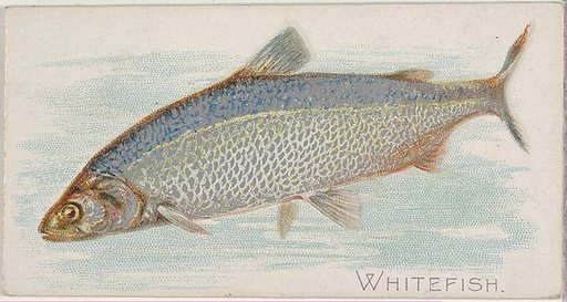Whitefish, from the Fish from American Waters series (N8) for Allen & Ginter Cigarettes Brands