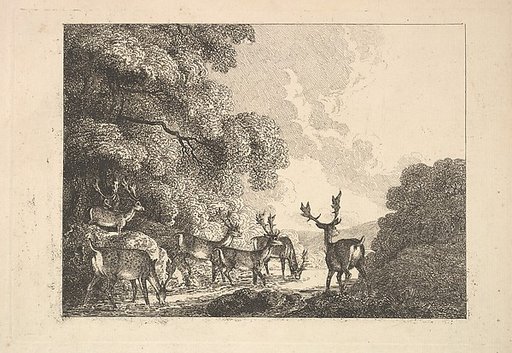 A Group of Stags Drinking
