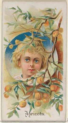 Apricots, from the Fruits series (N12) for Allen & Ginter Cigarettes Brands