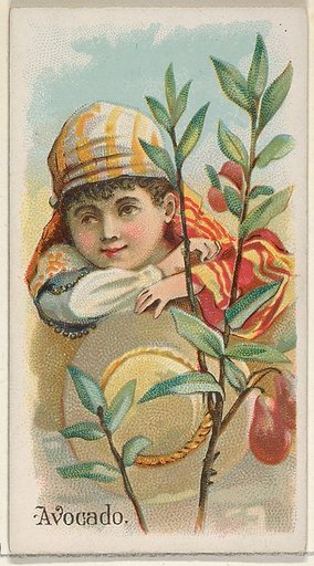 Avocado, from the Fruits series (N12) for Allen & Ginter Cigarettes Brands