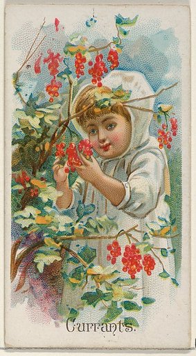 Currants, from the Fruits series (N12) for Allen & Ginter Cigarettes Brands