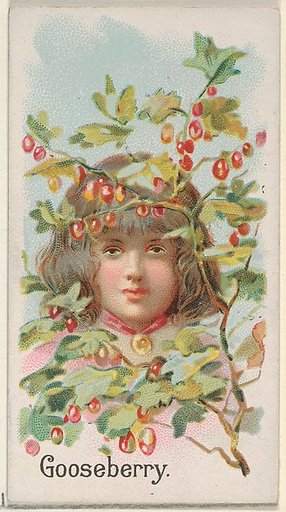 Gooseberry, from the Fruits series (N12) for Allen & Ginter Cigarettes Brands