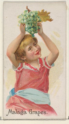 Malaga Grapes, from the Fruits series (N12) for Allen & Ginter Cigarettes Brands