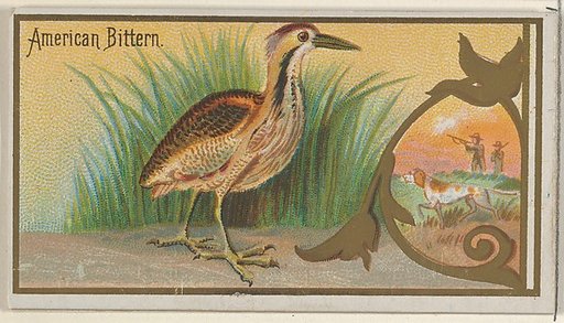 American Bittern, from the Game Birds series (N13) for Allen & Ginter Cigarettes Brands
