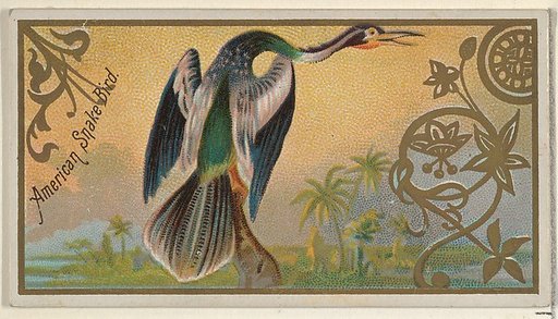 American Snake Bird, from the Game Birds series (N13) for Allen & Ginter Cigarettes Brands