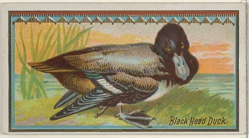 Black Head Duck, from the Game Birds series (N13) for Allen & Ginter Cigarettes Brands
