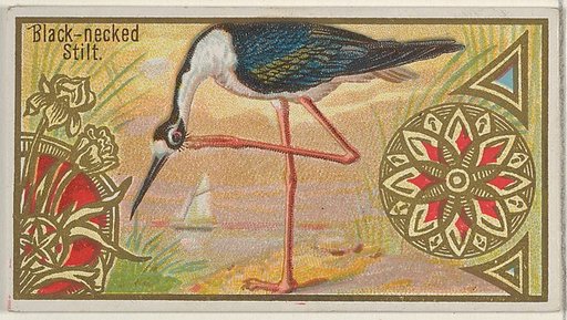 Black-necked Stilt, from the Game Birds series (N13) for Allen & Ginter Cigarettes Brands