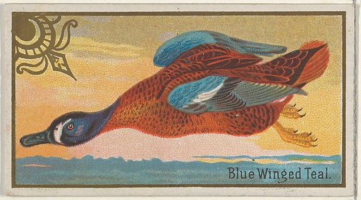 Blue Winged Teal, from the Game Birds series (N13) for Allen & Ginter Cigarettes Brands