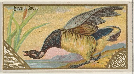 Brent Goose, from the Game Birds series (N13) for Allen & Ginter Cigarettes Brands