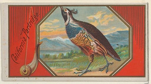 California Partridge, from the Game Birds series (N13) for Allen & Ginter Cigarettes Brands