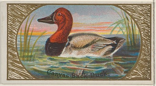 Canvas-Back Duck, from the Game Birds series (N13) for Allen & Ginter Cigarettes Brands