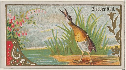 Clapper Rail, from the Game Birds series (N13) for Allen & Ginter Cigarettes Brands