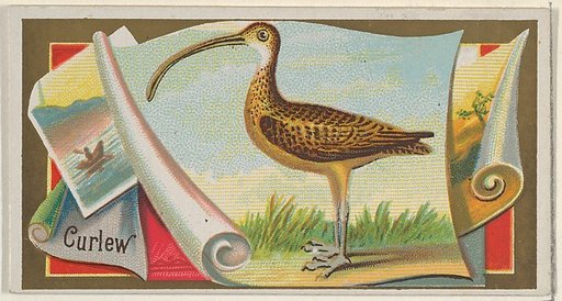 Curlew, from the Game Birds series (N13) for Allen & Ginter Cigarettes Brands