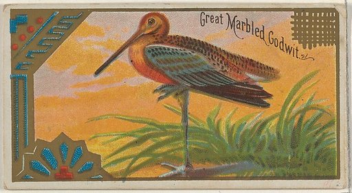 Great Marbled Godwit, from the Game Birds series (N13) for Allen & Ginter Cigarettes Brands