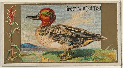 Green-winged Teal, from the Game Birds series (N13) for Allen & Ginter Cigarettes Brands