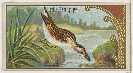 Little Sandpiper, from the Game Birds series (N13) for Allen & Ginter Cigarettes Brands