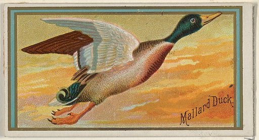 Mallard Duck, from the Game Birds series (N13) for Allen & Ginter Cigarettes Brands