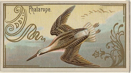 Phalarope, from the Game Birds series (N13) for Allen & Ginter Cigarettes Brands