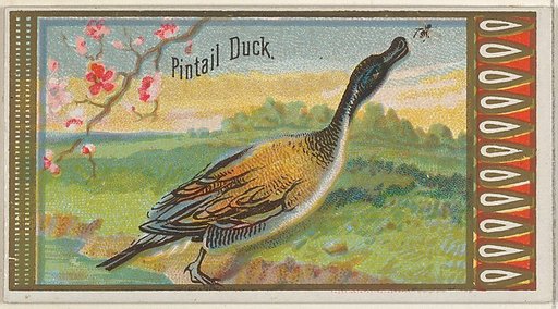 Pintail Duck, from the Game Birds series (N13) for Allen & Ginter Cigarettes Brands