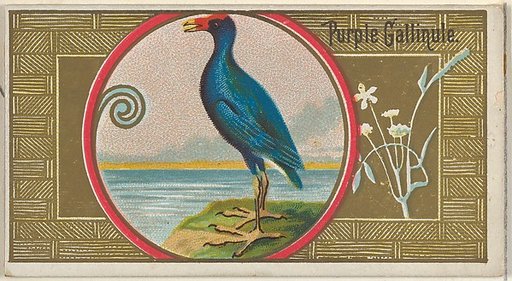 Purple Gallinule, from the Game Birds series (N13) for Allen & Ginter Cigarettes Brands