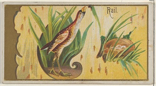 Rail, from the Game Birds series (N13) for Allen & Ginter Cigarettes Brands