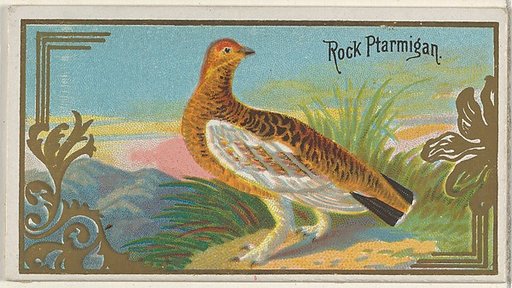 Rock Ptarmigan, from the Game Birds series (N13) for Allen & Ginter Cigarettes Brands