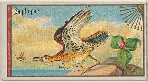 Sandpiper, from the Game Birds series (N13) for Allen & Ginter Cigarettes Brands