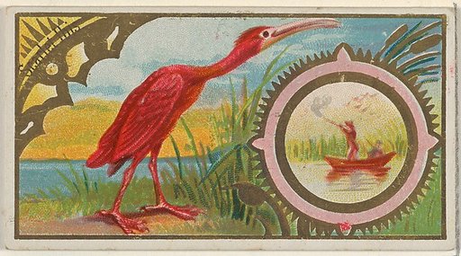 Scarlet Ibis, from the Game Birds series (N13) for Allen & Ginter Cigarettes Brands