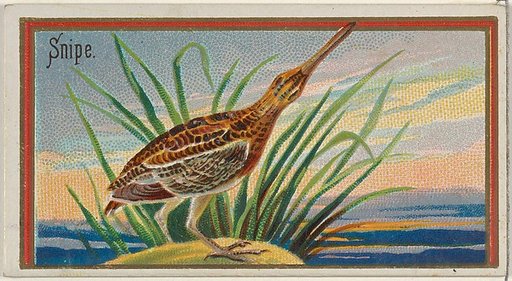 Snipe, from the Game Birds series (N13) for Allen & Ginter Cigarettes Brands