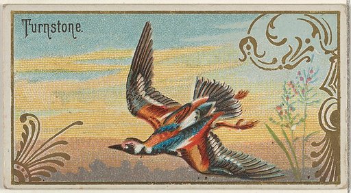 Turnstone, from the Game Birds series (N13) for Allen & Ginter Cigarettes Brands