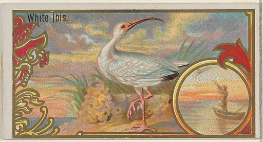 White Ibis, from the Game Birds series (N13) for Allen & Ginter Cigarettes Brands
