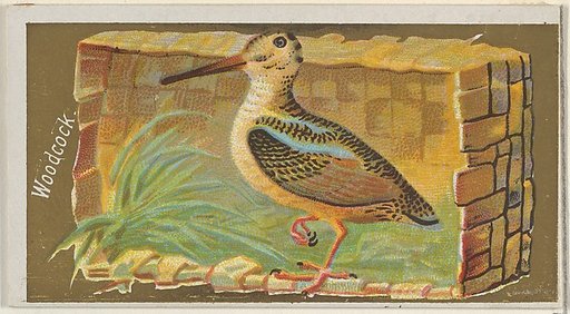 Woodcock, from the Game Birds series (N13) for Allen & Ginter Cigarettes Brands