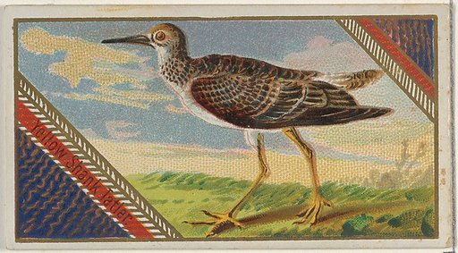 Yellow Shank Tatien, from the Game Birds series (N13) for Allen & Ginter Cigarettes Brands