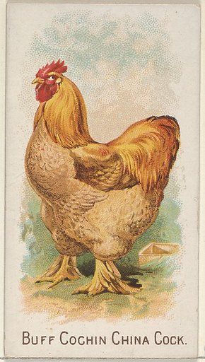 Buff Cochin China Cock, from the Prize and Game Chickens series (N20) for Allen & Ginter Cigarettes