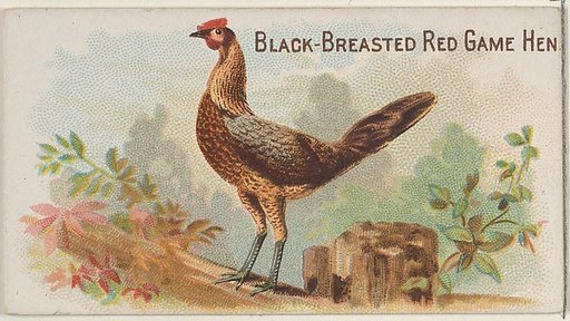 Black-Breasted Red Game Hen, from the Prize and Game Chickens series (N20) for Allen & Ginter Cigarettes