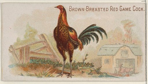 Brown-Breasted Red Game Cock, from the Prize and Game Chickens series (N20) for Allen & Ginter Cigarettes