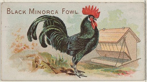Black Minorca Fowl, from the Prize and Game Chickens series (N20) for Allen & Ginter Cigarettes