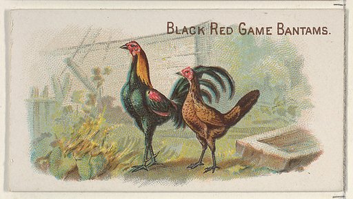 Black Red Game Bantams, from the Prize and Game Chickens series (N20) for Allen & Ginter Cigarettes